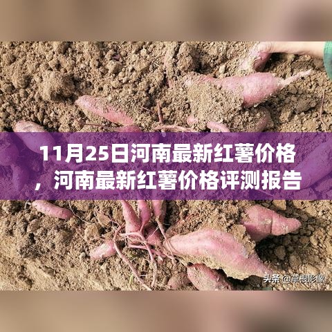 河南最新红薯价格报告，深度解析市场趋势与产品特性