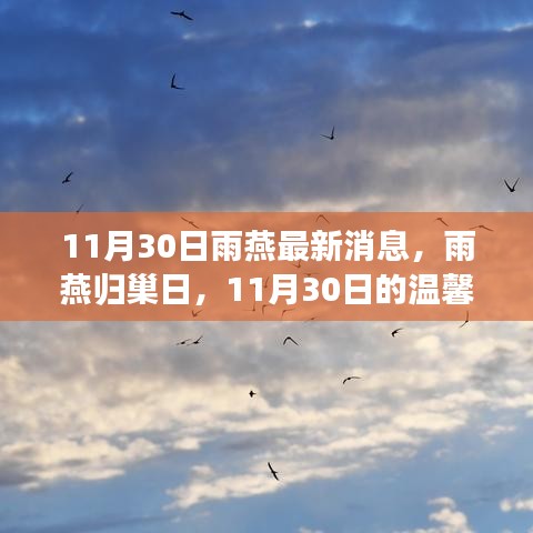 雨燕归巢日，11月30日的温馨奇遇