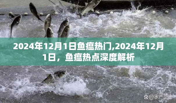 2024年12月1日鱼瘟热点解析，深度探讨鱼瘟现象