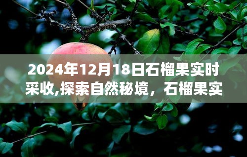 石榴果实约定之旅，探索自然秘境，2024年采收之旅启程