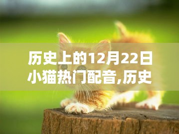 历史上的小猫配音璀璨时刻，12月22日的回顾与展望