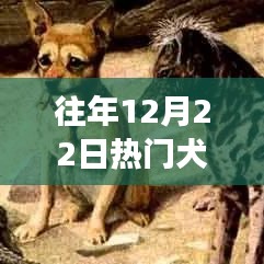 往年12月22日热门犬种概览，入门指南带你探索犬类世界