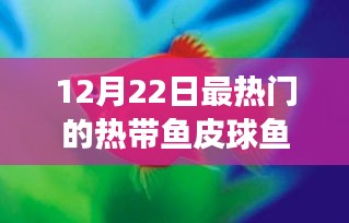 12月22日聚焦，热带鱼皮球鱼热潮来袭，引领时尚潮流之选