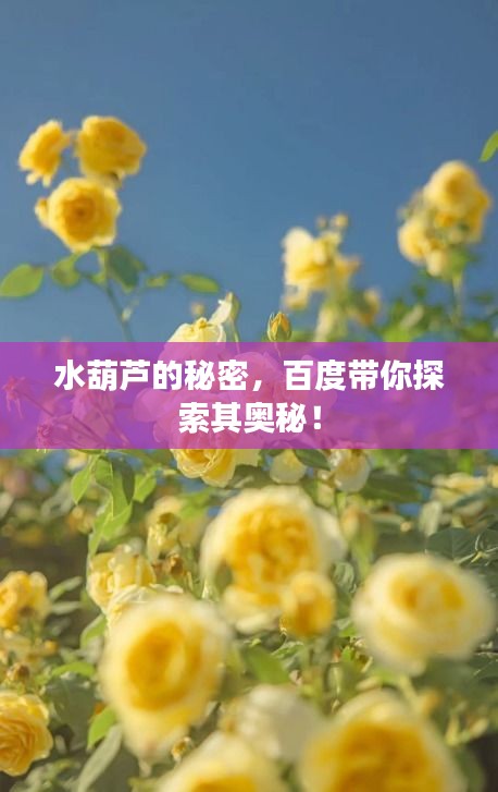 水葫芦的秘密，百度带你探索其奥秘！