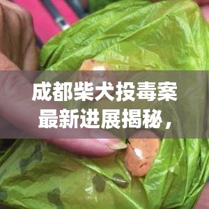 成都柴犬投毒案最新进展揭秘，案件消息更新