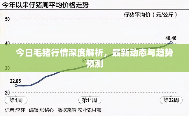 今日毛猪行情深度解析，最新动态与趋势预测