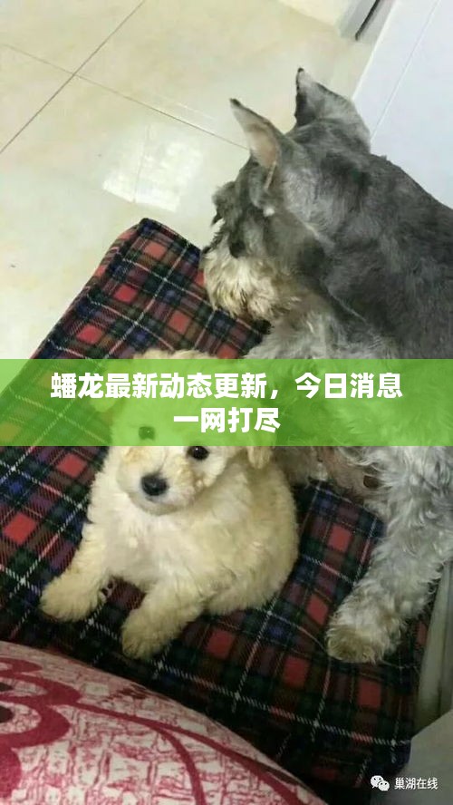 蟠龙最新动态更新，今日消息一网打尽