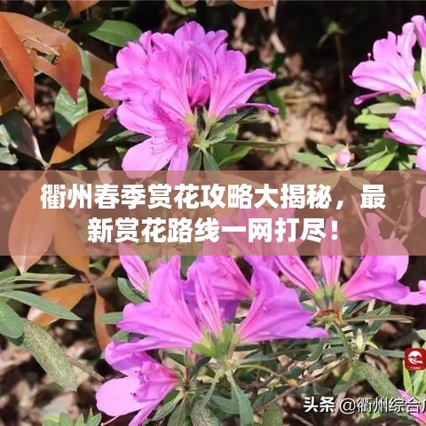 衢州春季赏花攻略大揭秘，最新赏花路线一网打尽！