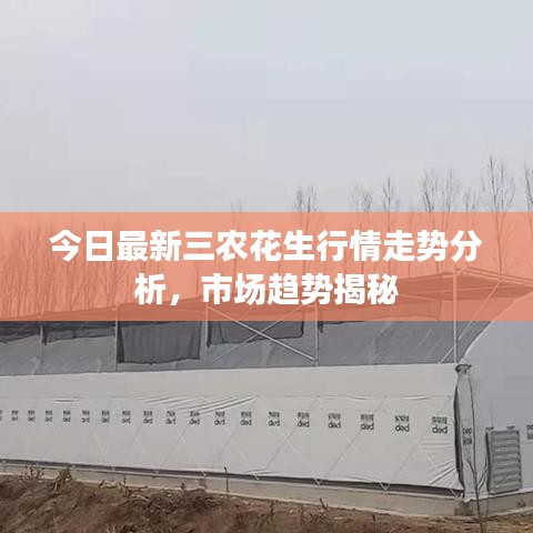 今日最新三农花生行情走势分析，市场趋势揭秘