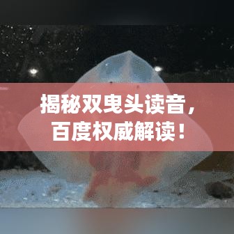 揭秘双曳头读音，百度权威解读！